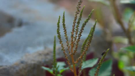 green garden plant with thin branches swaying in wind