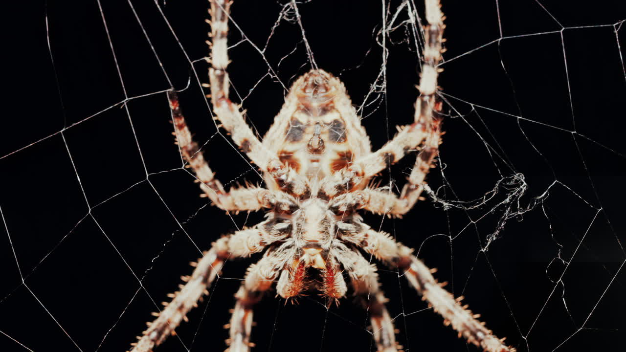 Close up of a spider sitting in its web, showing intricate details of its body and fine silk threads