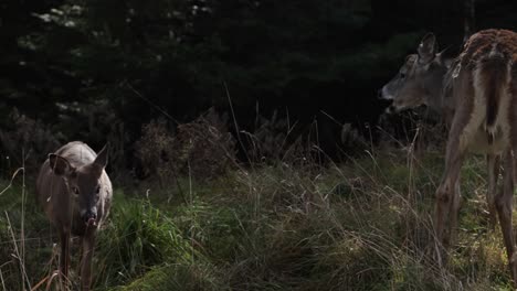 whitetail-doe-deer-and-her-baby-fawn-as-it-walks-towards-camera-slomo