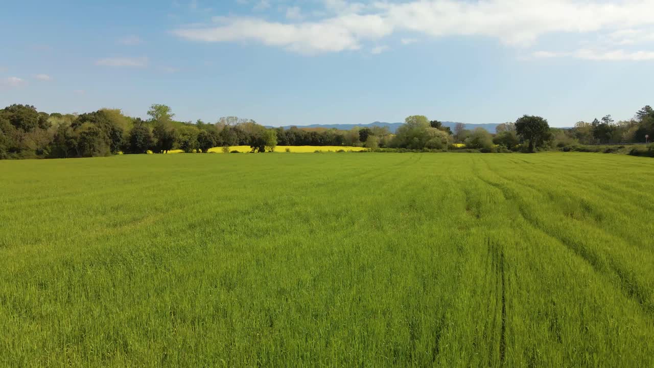 vuelo aéreo hacia adelante y elevándose sobre campos cultivados de colza