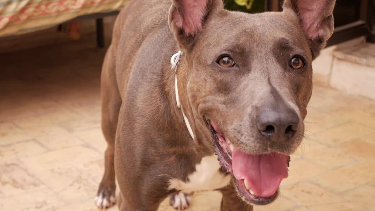 Closeup front view of dog barking and panting