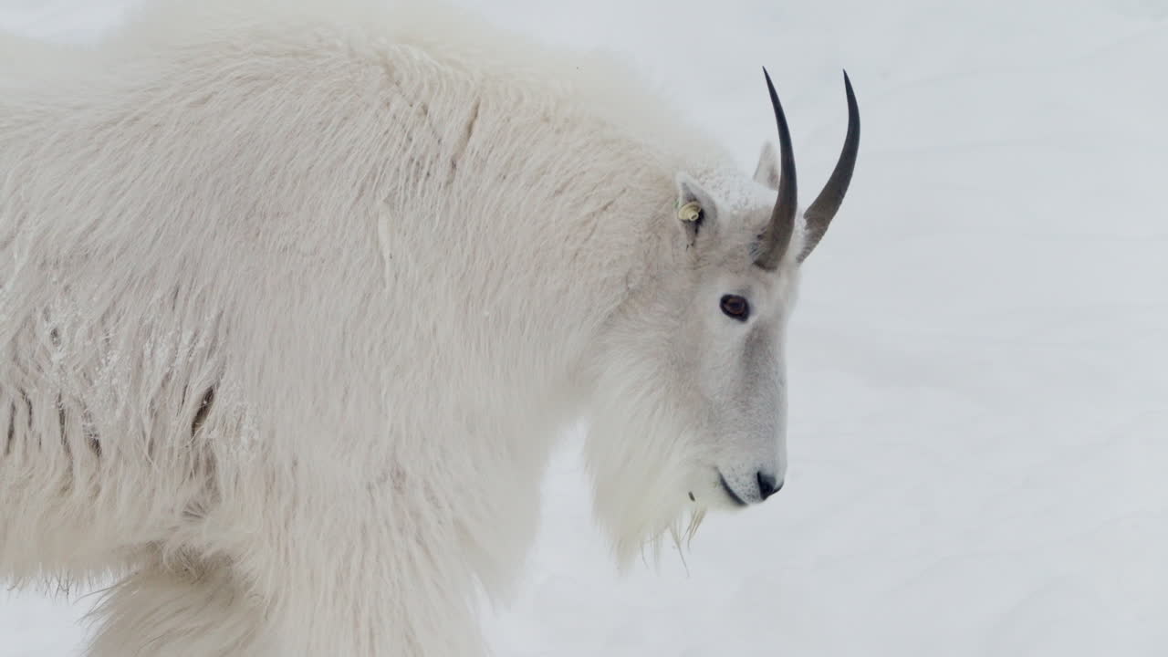 cabra de montaña caminando en una montaña nevada en whitehorse, yukon, canadá - de cerca