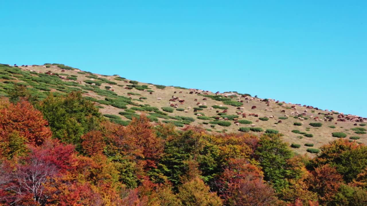 A flock of sheep walking up a hill in the mountains with colorful autumn trees around