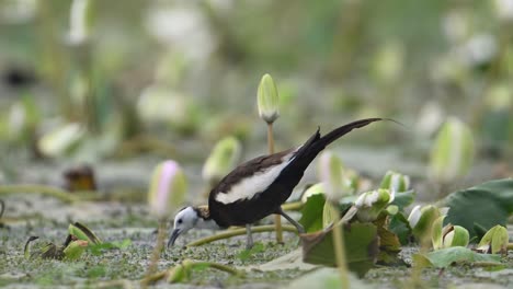 Pheasant-tailed-Jacana-Feeding-in-Flower-Pond