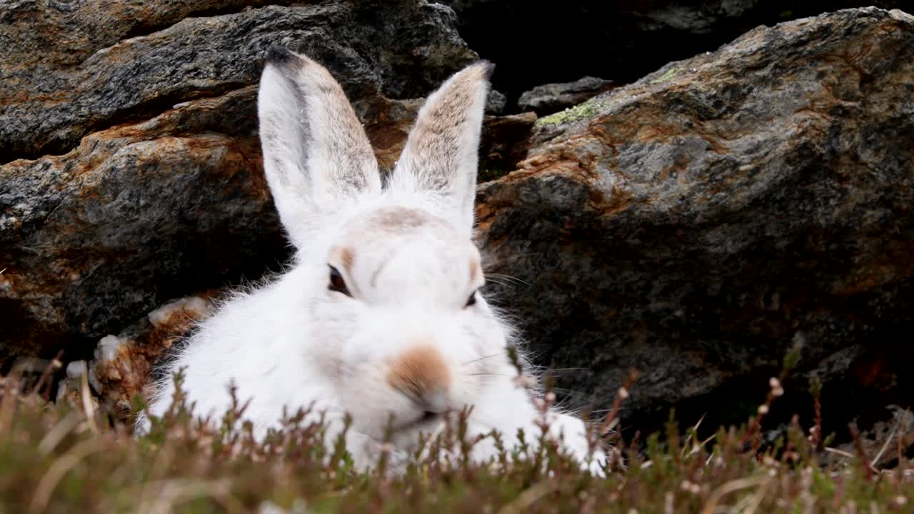 liebre de montaña lamiendo los labios y crispando la nariz mientras se refugia junto a la roca en cairngorms, tierras altas escocesas