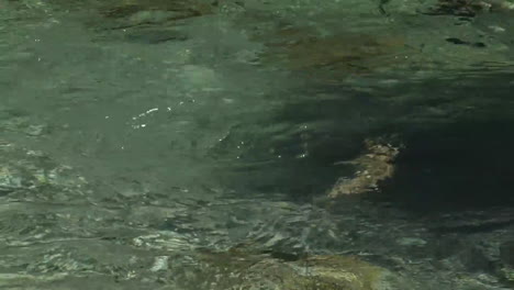 A-trout-swims-in-clear-water-of-the-mountain-river