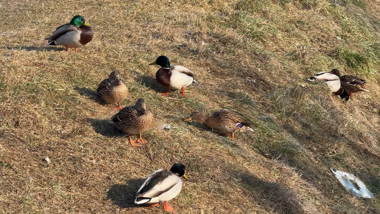 Group of mallard ducks foraging on dry grass