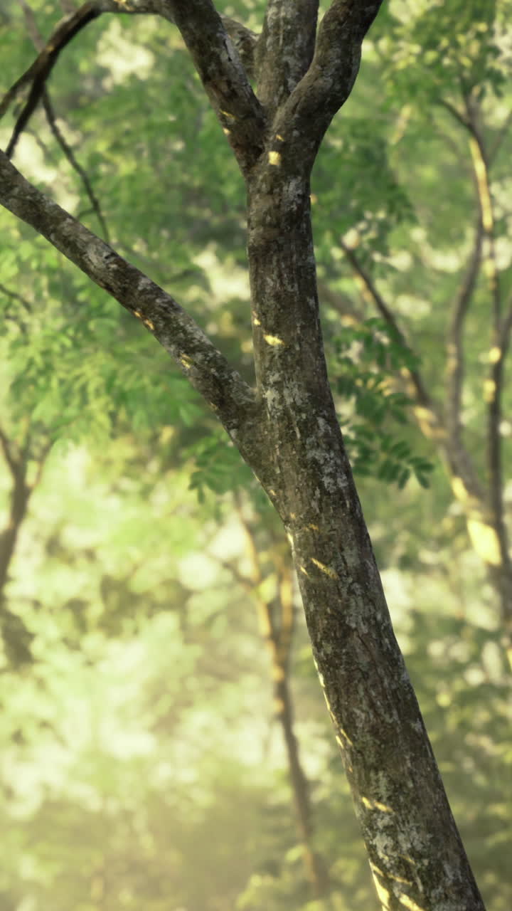 Silhouette di albero secolare che mette in mostra la corteccia ruvida e le foglie delicate