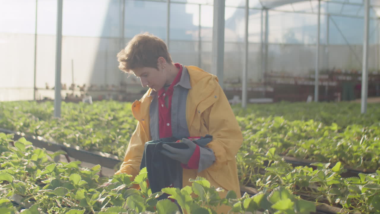 Female Farm Worker Picking Up Ripe Strawberry in Greenhouse