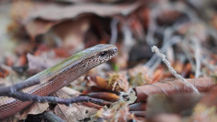 Slow Worm Closeup Macro In The Forest. - zoomed in shot