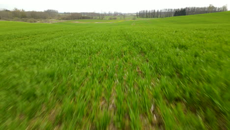 fast drone flight over green rye fields in pieszkowo poland