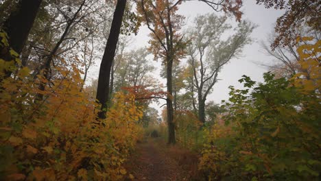 Un-Paseo-Por-El-Estrecho-Sendero-En-El-Brumoso-Bosque-Otoñal