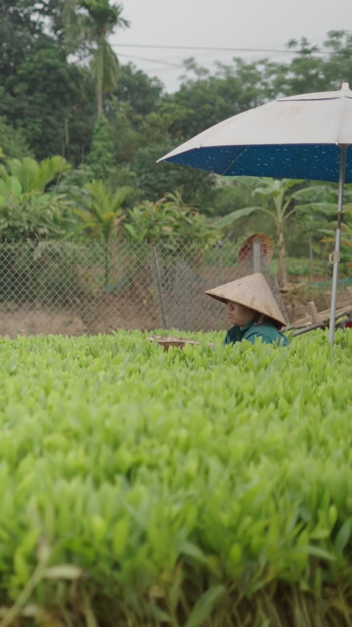 Tea Plantation with Vietnamese Flag