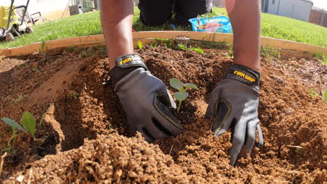 transplanting watermelon sprouts in the backyard garden - isolated view