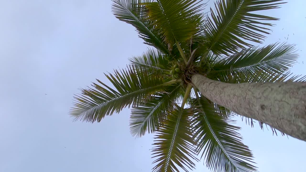 bandada de pájaros dando vueltas en el cielo a cámara lenta mirando hacia arriba desde debajo de las copas de las palmeras pasando varios al amanecer de la hora dorada