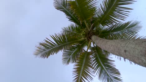 flock of birds circling in the sky slow motion looking up from below the tops of palm trees passing several at golden hour sunrise