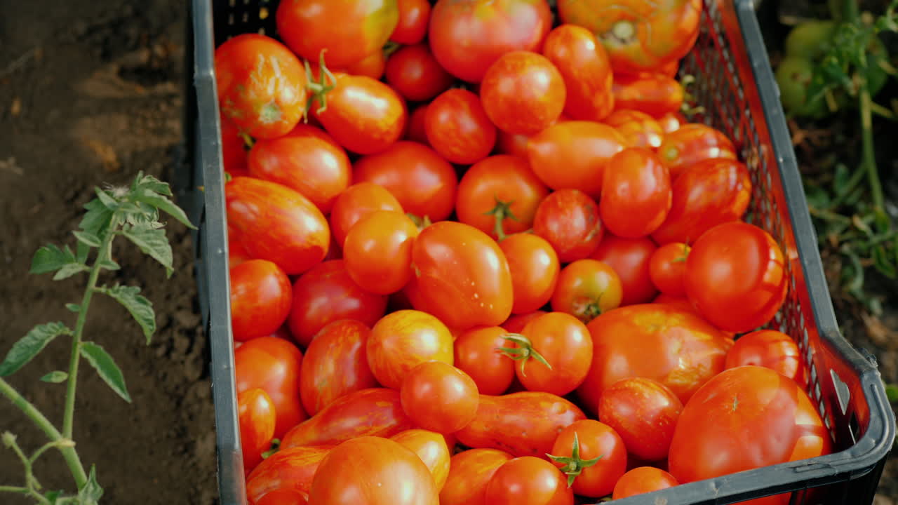 verduras frescas en el jardín - una caja con tomates entre las ramas de los tomates