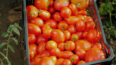 verduras frescas en el jardín - una caja con tomates entre las ramas de los tomates
