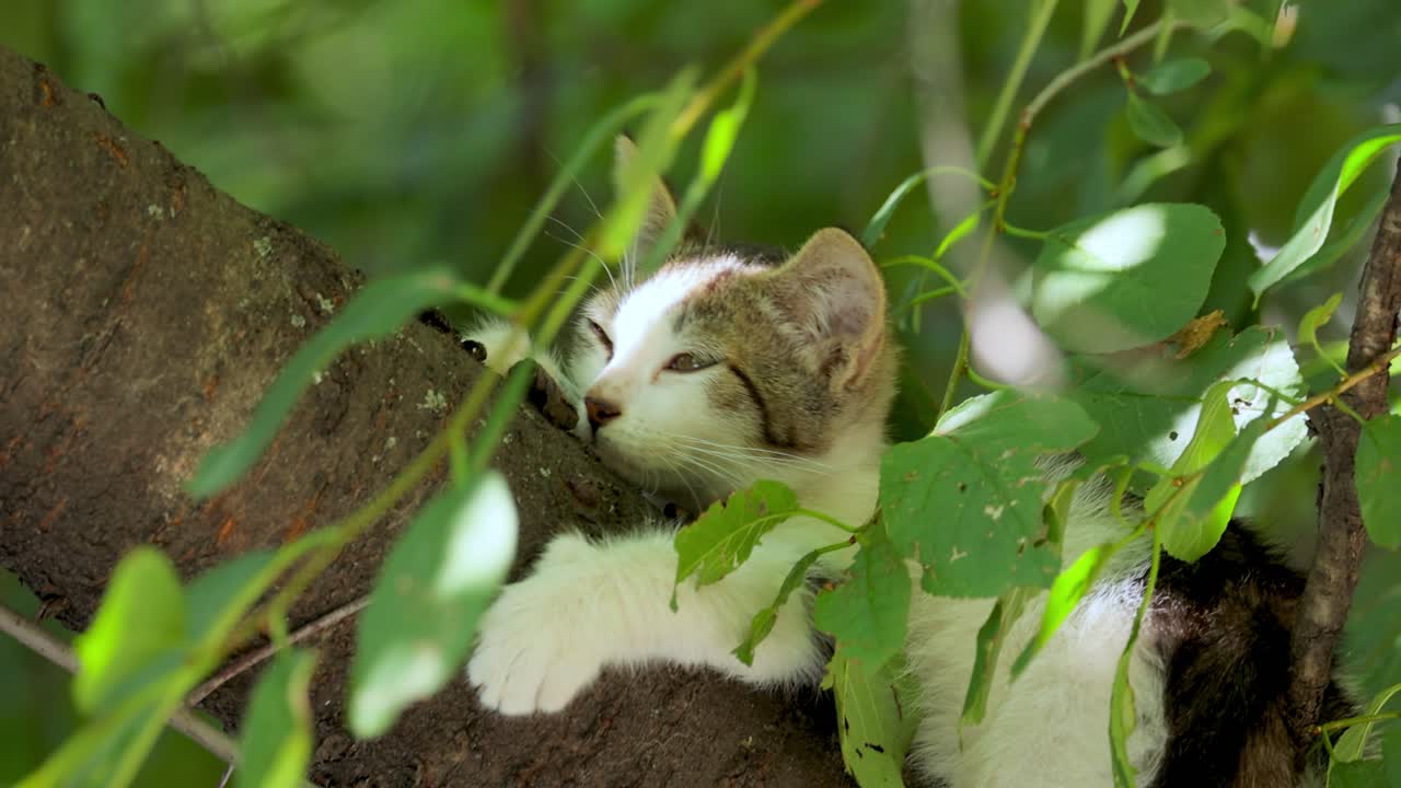 gato callejero en una rama de árbol. un gato callejero es un gato doméstico sin dueño que vive al aire libre y evita el contacto humano: no se permite ser manipulado o tocado, y permanece oculto de los humanos.