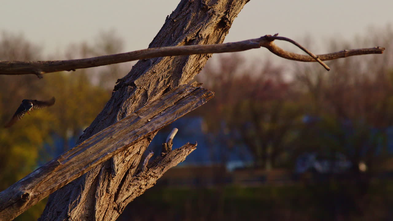 Slow motion bird ballet: purple martins swirl on a bright spring morning.
