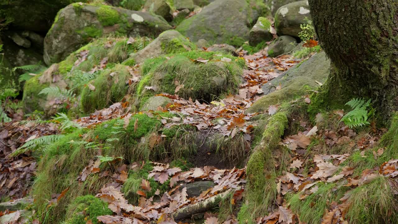 un bosque de invierno tranquilo con un arroyo lento, robles dorados y hojas caídas, que ofrece una escena pacífica y relajante