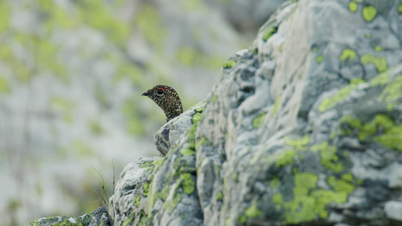 Ptarmigan Lagopus muta on Blefjell Mountain in Telemark Norway Summer Scene
