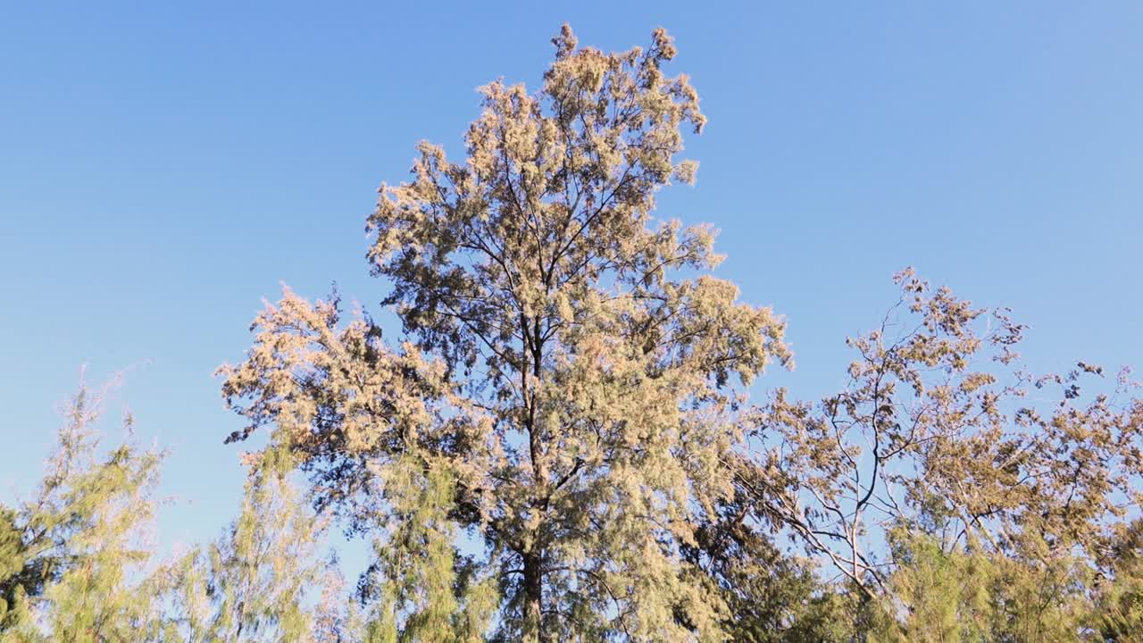 árbol con flores blancas soplando en el viento