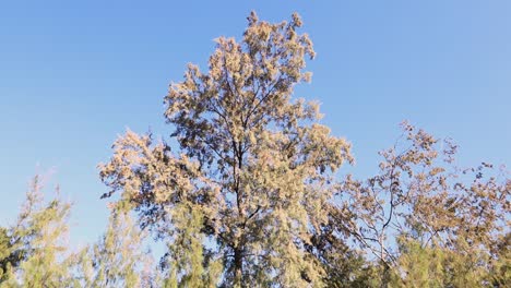 Tree with white blossoms blowing in the wind