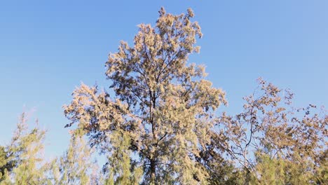 tree with white blossoms blowing in the wind