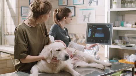 vet doing ultrasound on dog