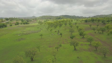 herd at plains of western ghats, maharashtra, india, aerial