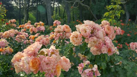 a group of abraham darby roses in a park