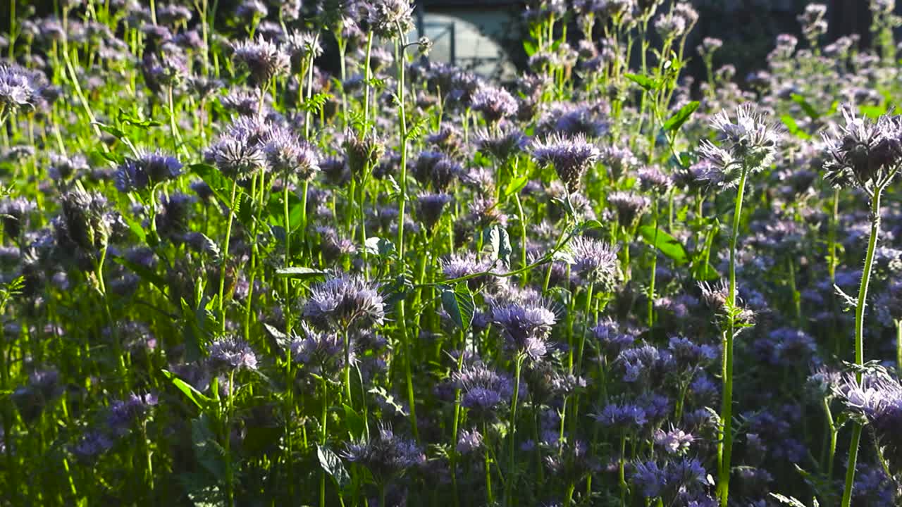 Ravvicinato scorrimento cinematografico attraverso fiori di facelia viola in fiore mentre un'ape impollina i fiori ricchi di nettare in un soleggiato giardino estivo per la fauna selvatica, sfondo sfocato naturale (bokeh). Calda luce serale sul campo fiorito