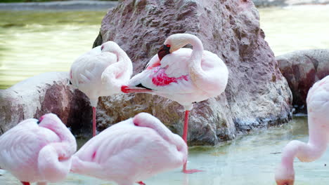 static shot of beautiful white pink flamingos resting in shallow water pond