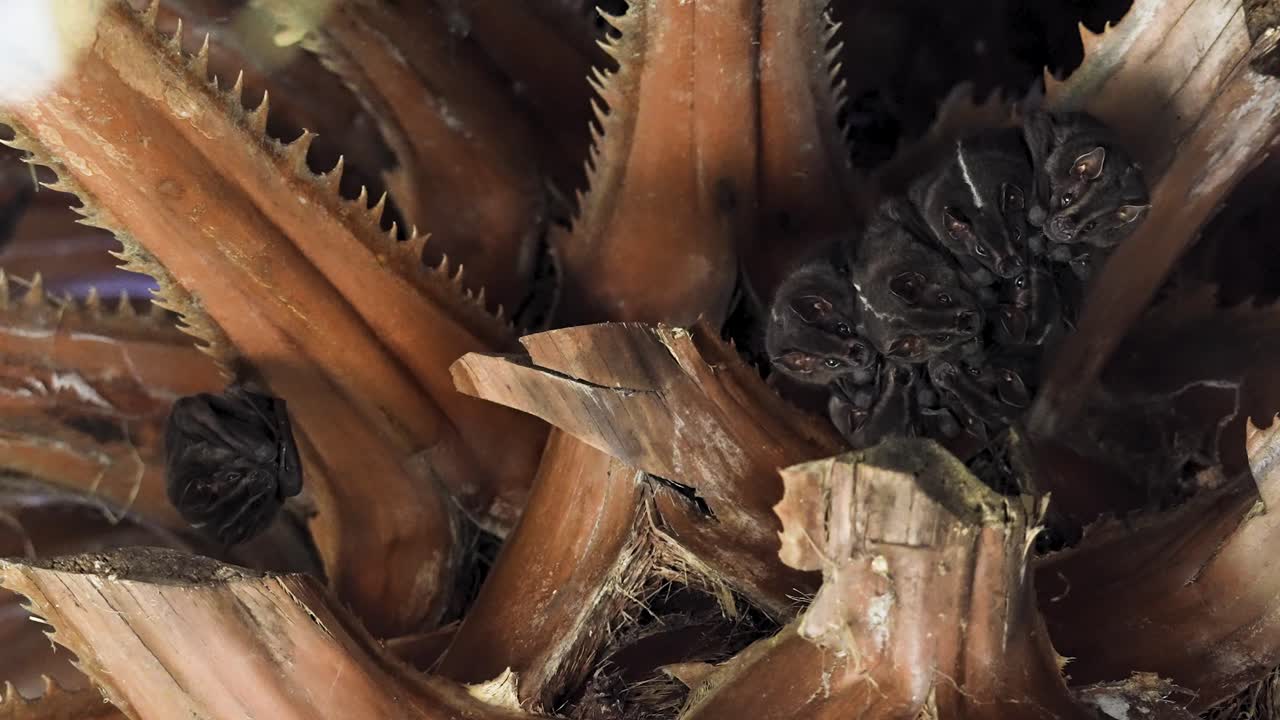 Bat Colony Roosting Under Tree Branch (Variant)