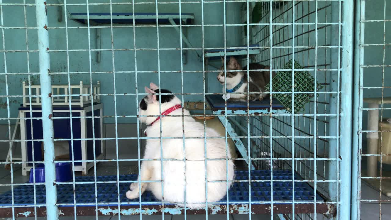 Close up static shot of cats in an animal shelter,