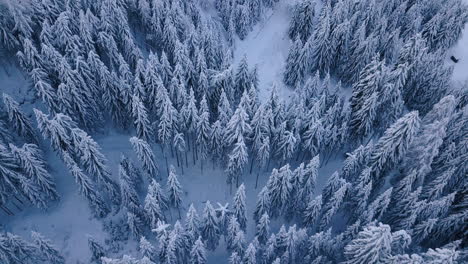 fir tree tops covered in snow aerial top view, winter forest serene scenery