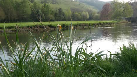 Gorgeous-morning-view-of-River-Wyw-through-Daffodils,-slow-slide-and-pan-right-in-the-Peak-District-in-Derbyshire