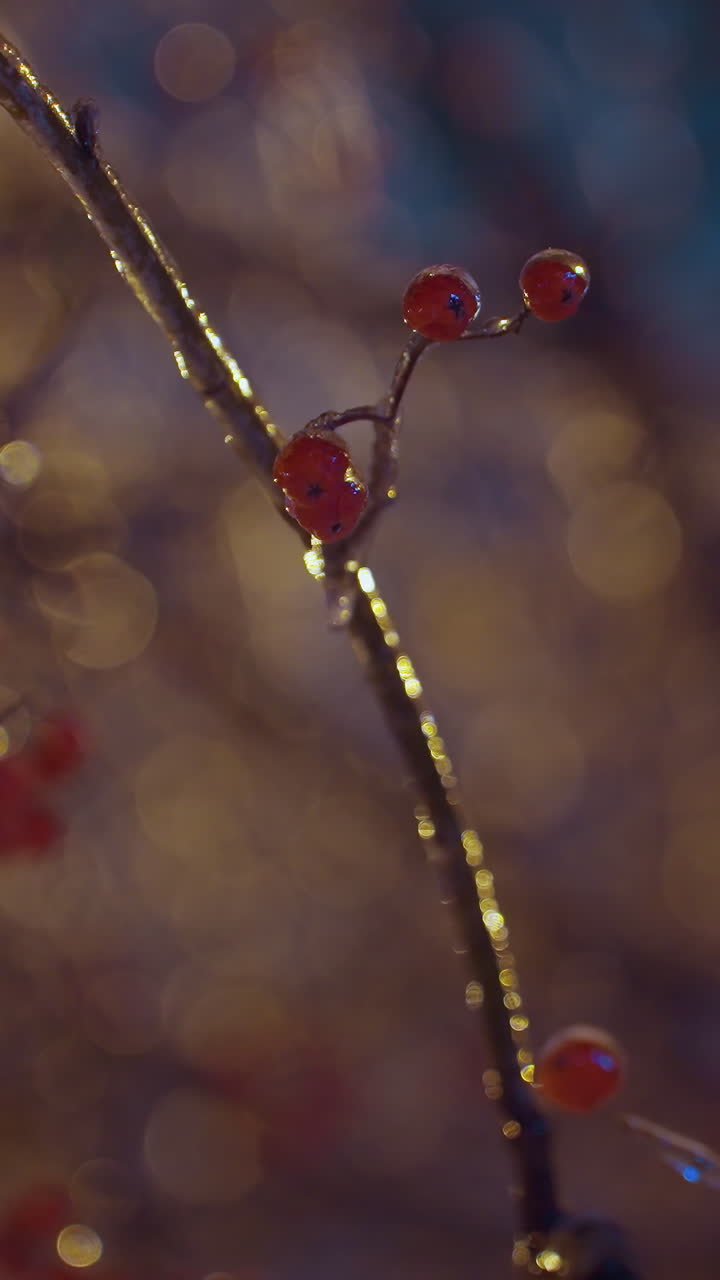 Ramo d'albero coperto di brina che luccica sotto una luce dorata con bacche rosse vivaci che creano un contrasto sorprendente contro uno sfondo sfocato e delicato