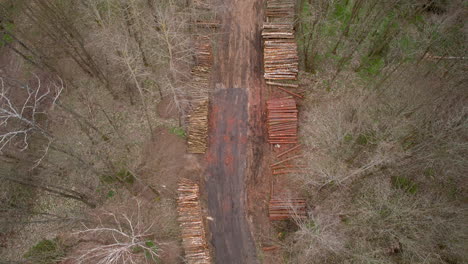 avión no tripulado volando sobre un bosque talado con árboles caídos y desarraigados para la madera o las necesidades agrícolas