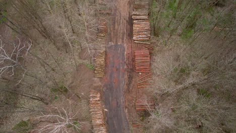 drone flying down over a felled forest with fallen and uprooted trees for timber or agricultural needs