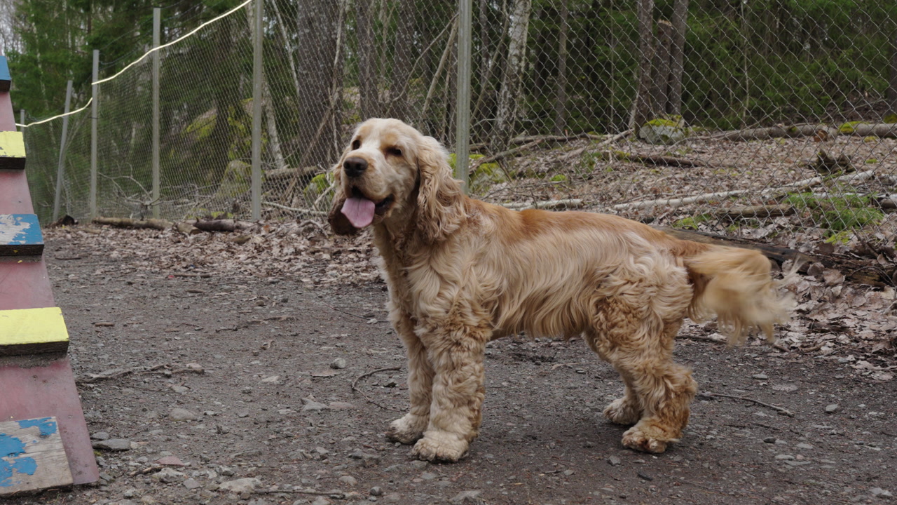 Medium shot of a cocker spaniel dog peeing on a agility tool