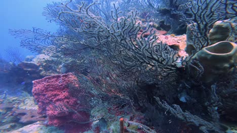 the image features intricate coral formations, including fan corals and sponges, in a palette of vivid pinks and purples against the ocean’s blue backdrop