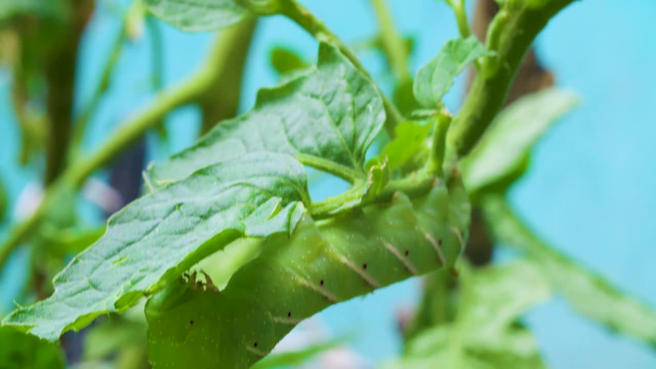 una oruga en una planta de tomate