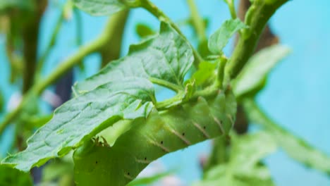 Una-Oruga-En-Una-Planta-De-Tomate