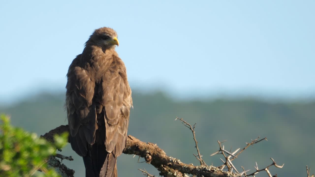 perfil de cometa de pico amarillo posado en una rama mirando a su alrededor