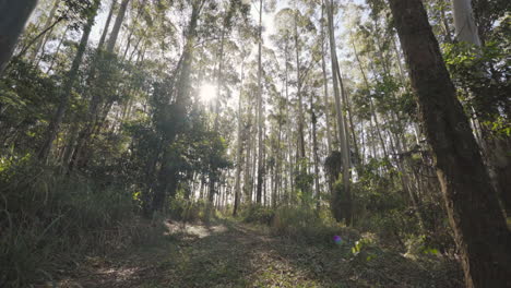 Front-camera-view:-going-through-the-forest-in-autumn-with-sunbeams