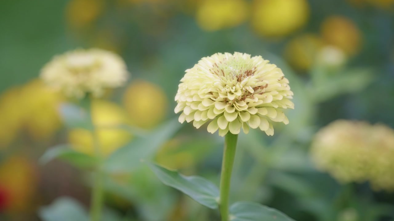 Primo piano di un fiore giallo in fiore