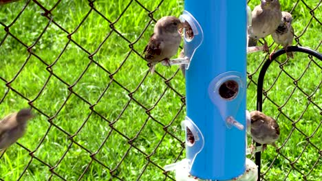 small birds eating at bird feeder