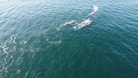 ballenas grises en las aguas azules de baja california sur, méxico, vista aérea